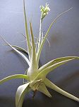 TILLANDSIA : STRAMINEA